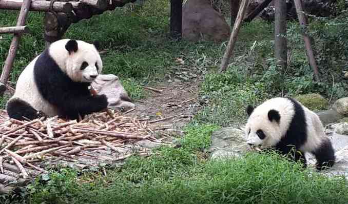 成都大熊猫基地全攻略，带你激萌夏天