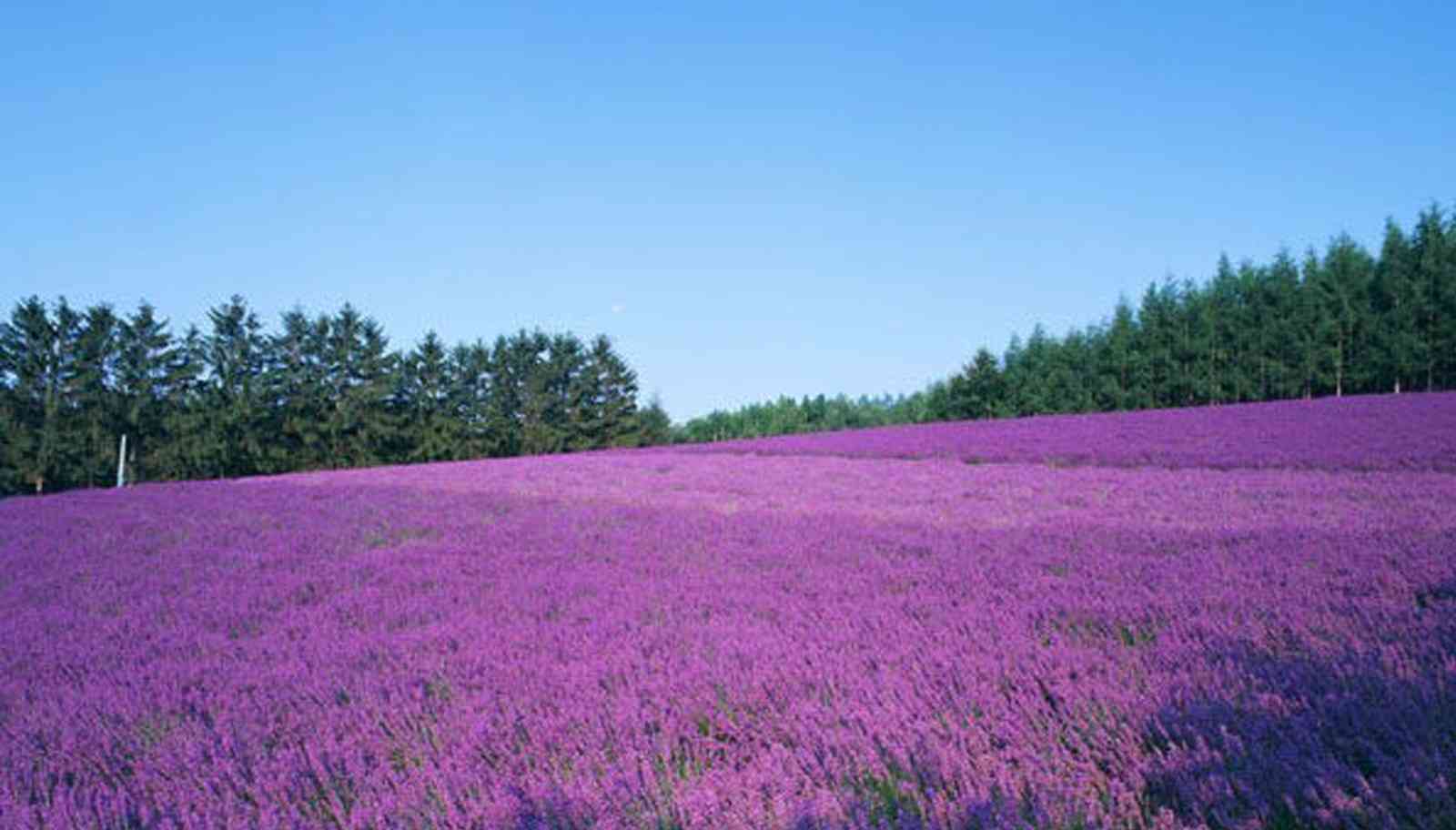 国内哪里可以看薰衣草？薰衣草花田哪里最美？