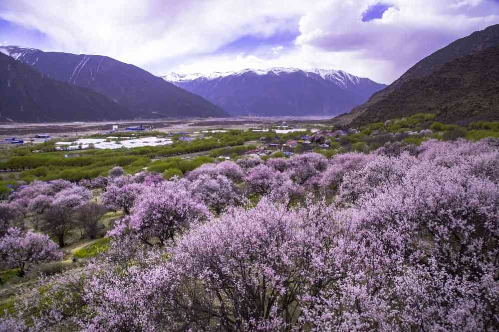 西藏桃花节什么时候去合适_西藏林芝桃花几月份开