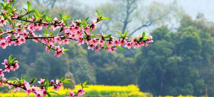 春天旅游圣地——婺源油菜花海