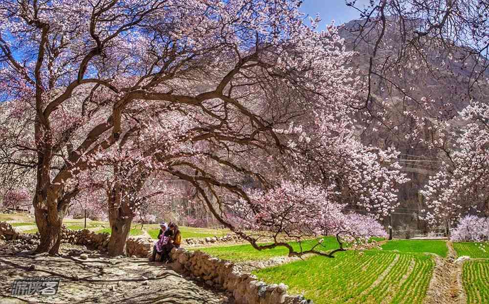 春天适合去哪里旅游