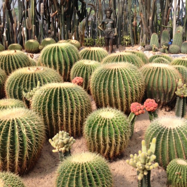 沙漠植物区