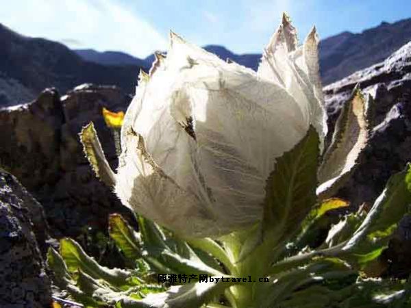 九寨沟雪莲花