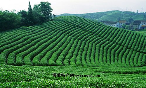 河姆渡茶叶