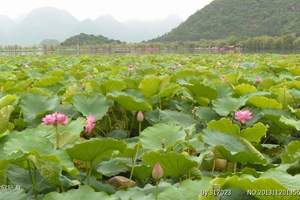 普者黑的特色小吃      普者黑半山温泉三天游