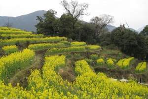 ★武汉出发到风情泰国旅游★泰国豪华美食五晚六日游