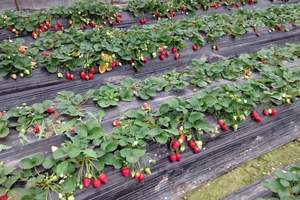 青岛草莓采摘 青岛去黄岛野生动物园、红石崖草莓采摘一日游