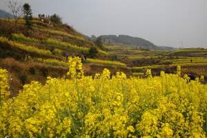 婺源江岭梯田油菜花7日游_北京去婺源油菜花旅游 成团