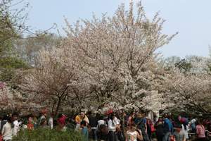 成都到首尔济州雪岳山精彩尊享五日游/韩国包机直飞团