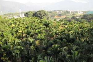 武汉到岳西明堂山赏杜鹃花汽车3日游团队行程