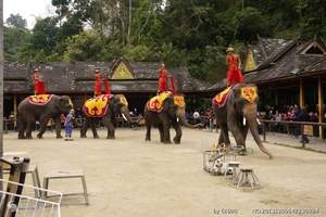 洛阳去西双版纳旅游，昆明大理丽江西双版纳四飞8日游