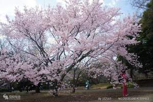 青岛到日本北海道、东京六日游【豪华之旅】W