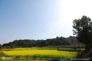 江西旅游直通车--庐山婺源景德镇黄山精华纯玩无购四日游