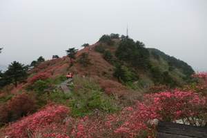 贵州百里杜鹃风景区双气一日游 贵阳到百里杜鹃旅游